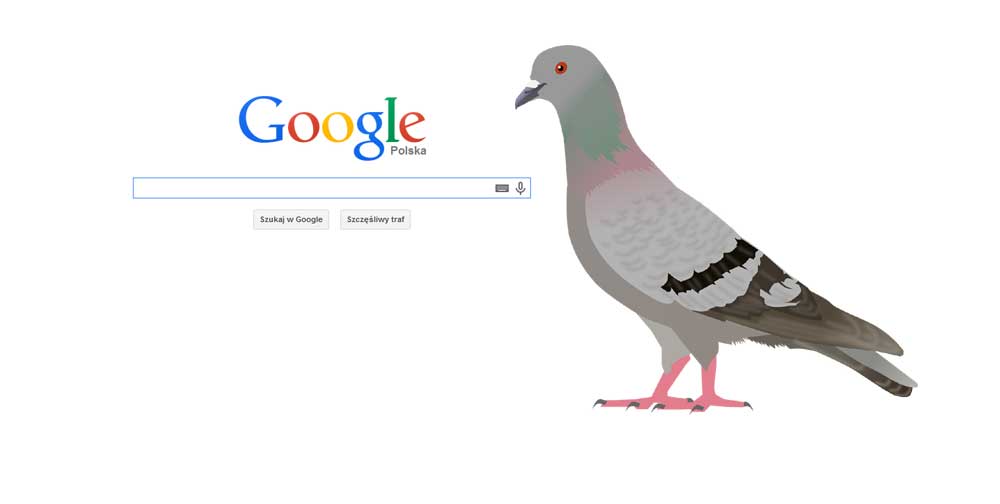 Nowy algorytm Google – Gołąb w lokalnych wynikach wyszukiwania